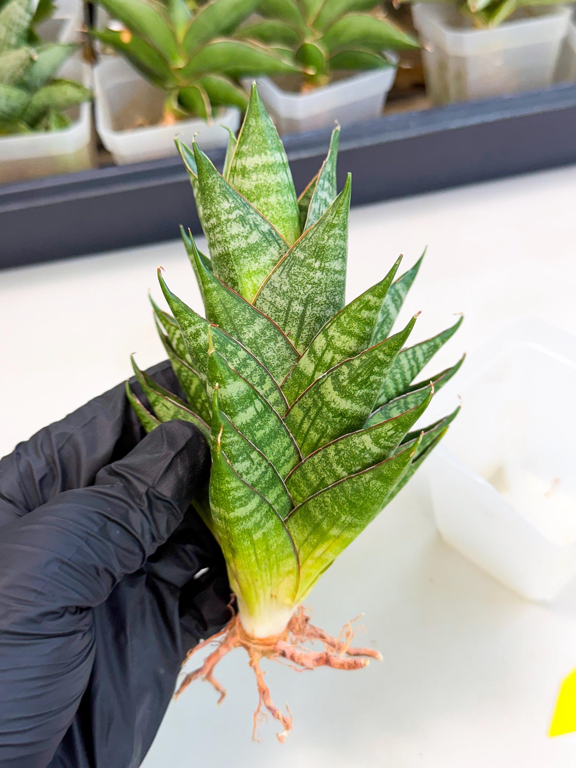Sansevieria Dragon Scale (ca3) (y) | Rare Imported