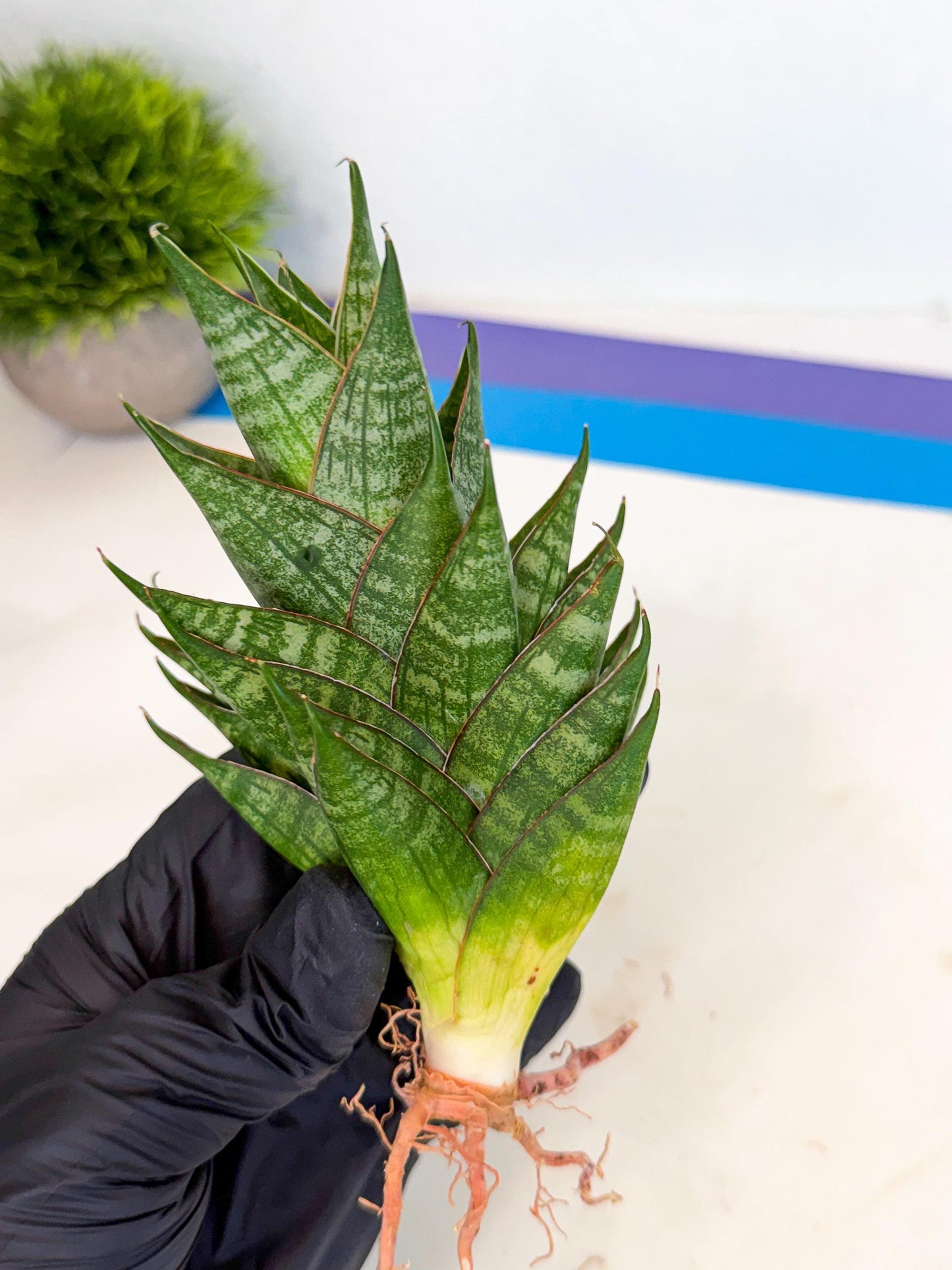 Sansevieria Dragon Scale (ca3) (y) | Rare Imported