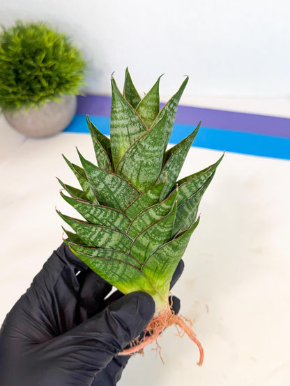 Sansevieria Dragon Scale (ca3) (y) | Rare Imported