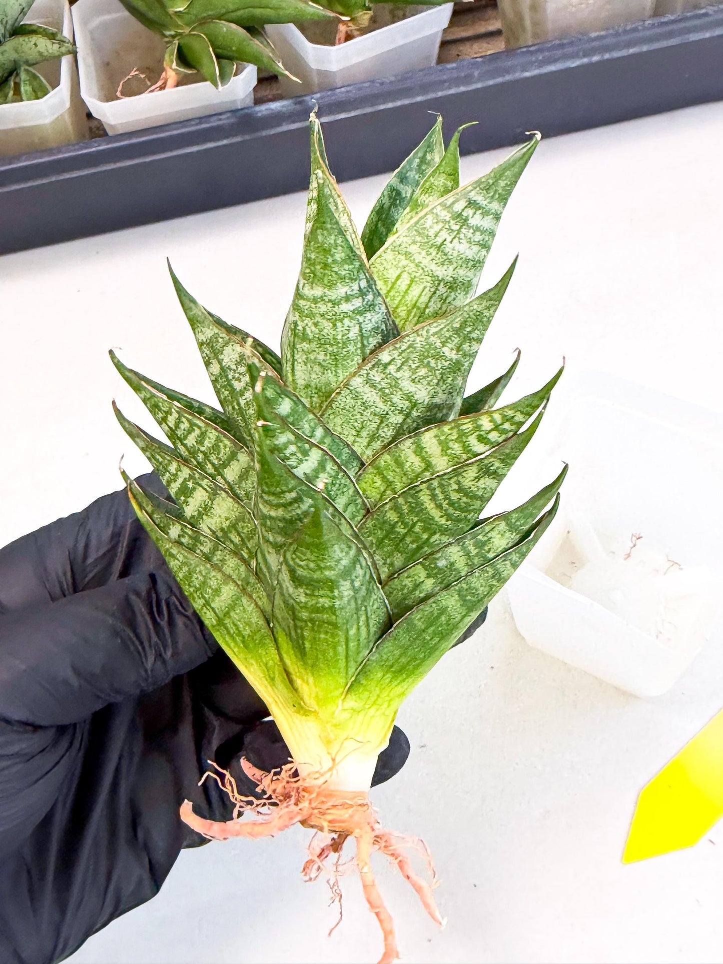 Sansevieria Dragon Scale (ca3) (y) | Rare Imported