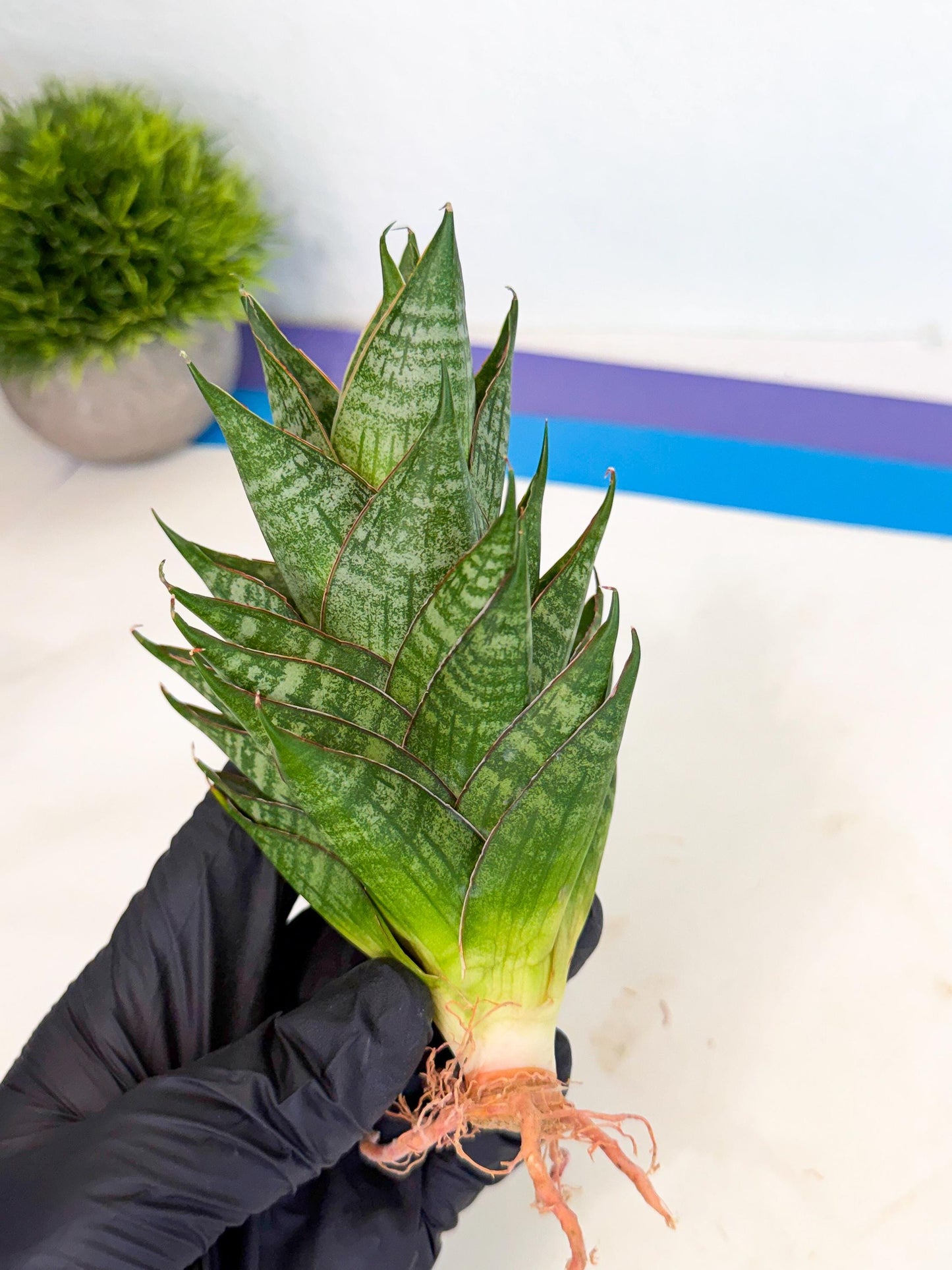 Sansevieria Dragon Scale (ca3) (y) | Rare Imported