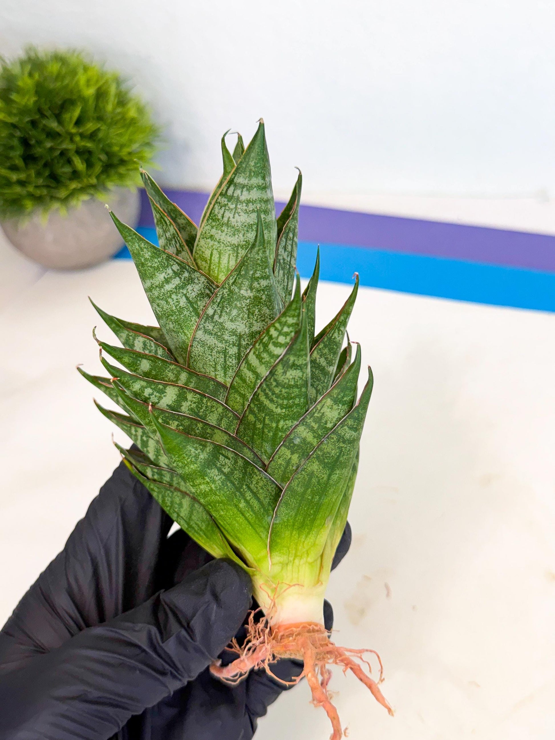 Sansevieria Dragon Scale (ca3) (y) | Rare Imported
