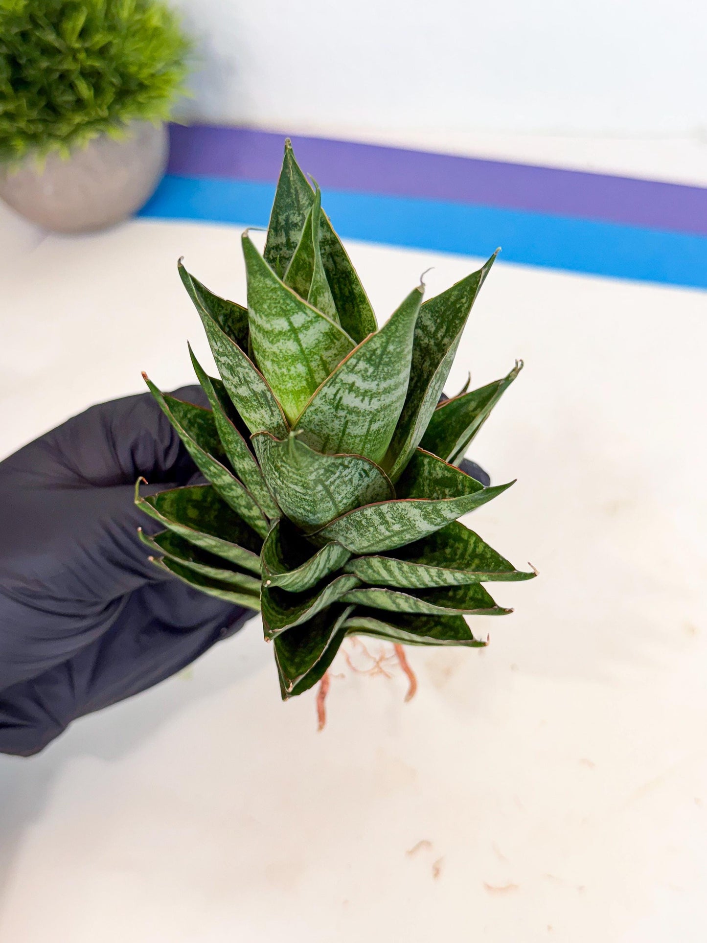 Sansevieria Dragon Scale (ca3) (y) | Rare Imported