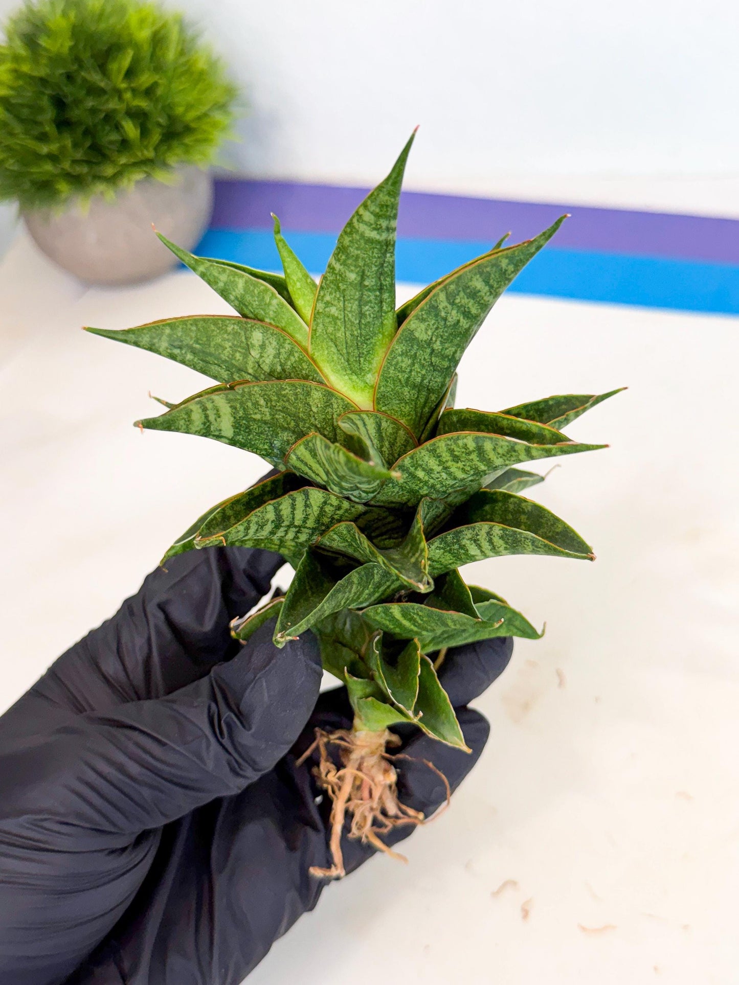 Sansevieria Sindoro (ca3) (1) | Imported House Plants