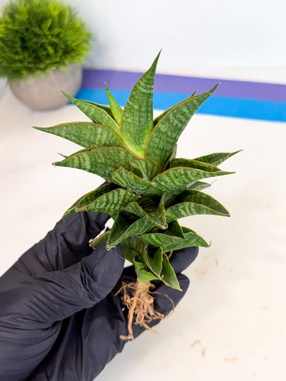 Sansevieria Sindoro (ca3) (1) | Imported House Plants