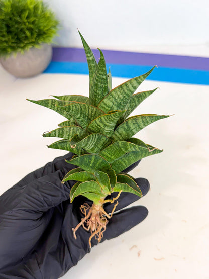 Sansevieria Sindoro (ca3) (1) | Imported House Plants