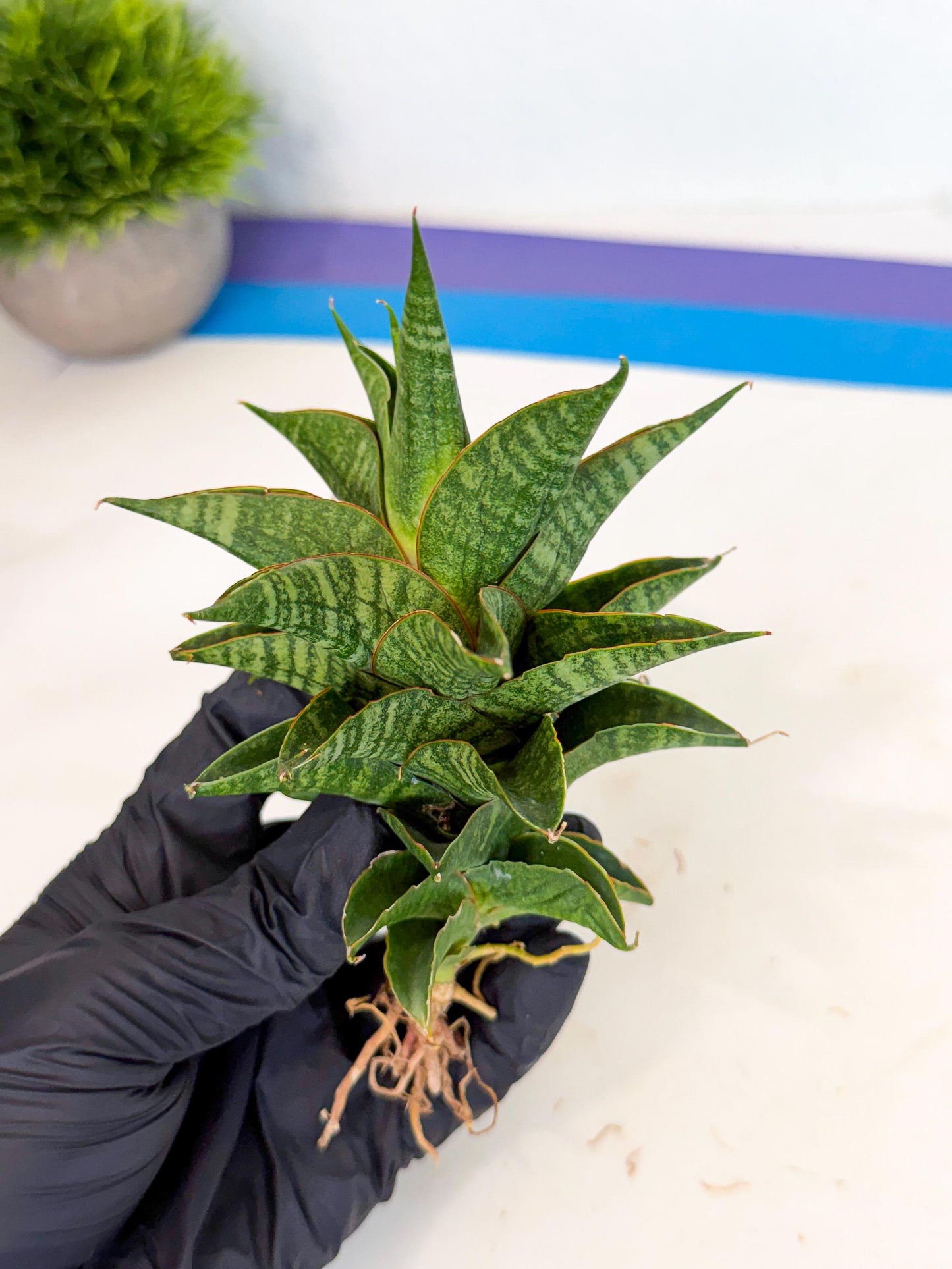 Sansevieria Sindoro (ca3) (1) | Imported House Plants