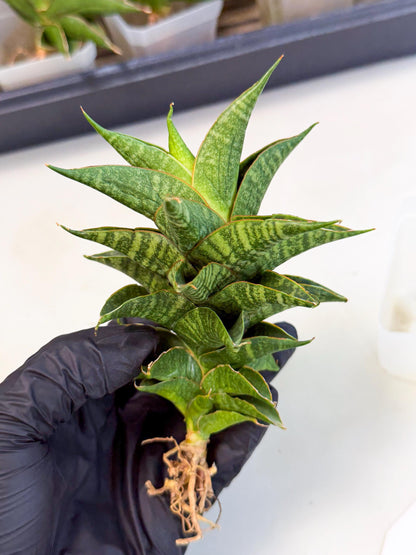 Sansevieria Sindoro (ca3) (1) | Imported House Plants
