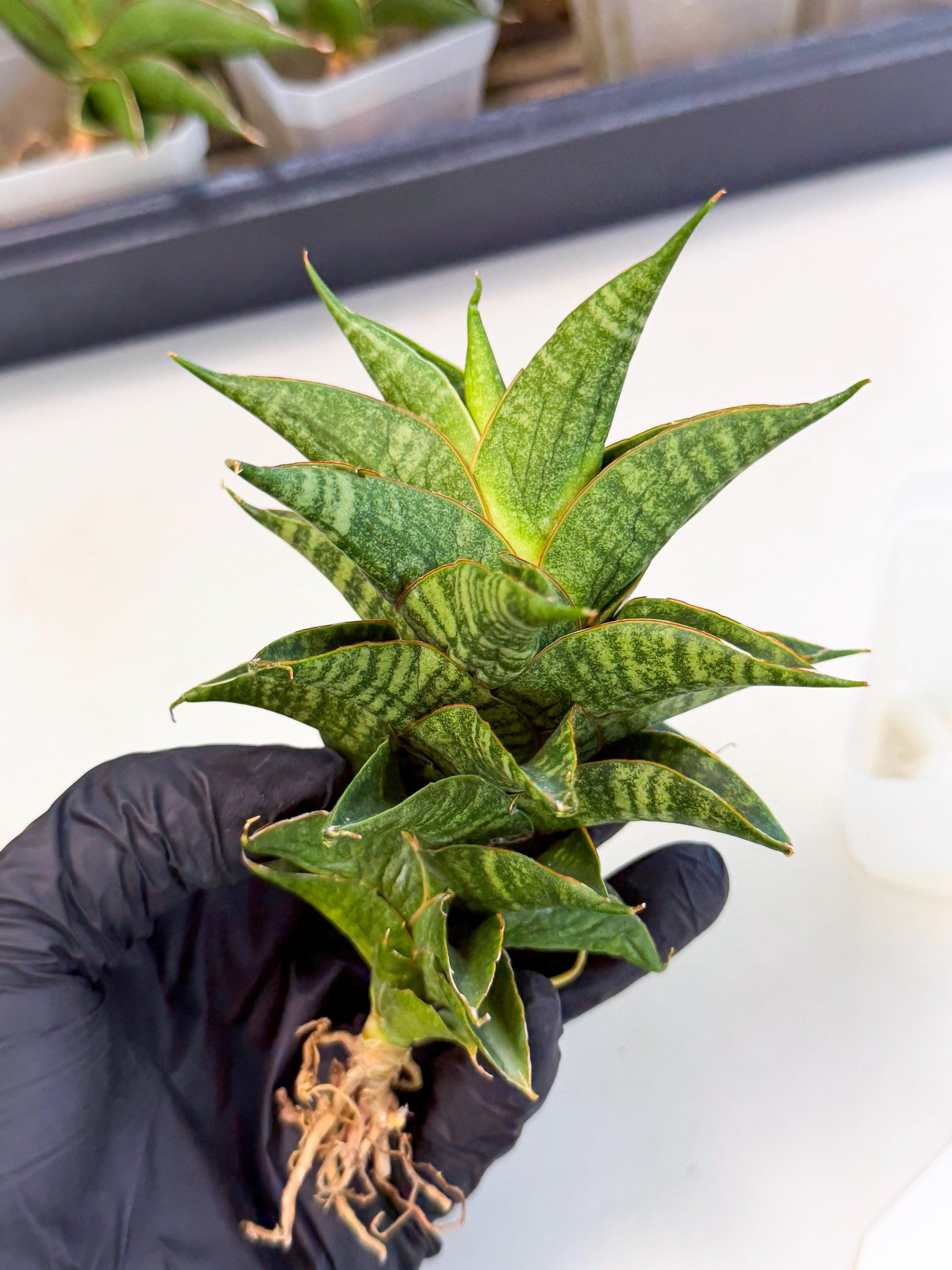 Sansevieria Sindoro (ca3) (1) | Imported House Plants
