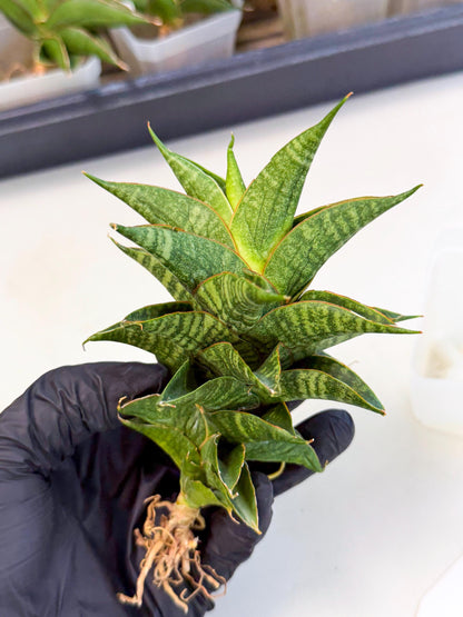 Sansevieria Sindoro (ca3) (1) | Imported House Plants