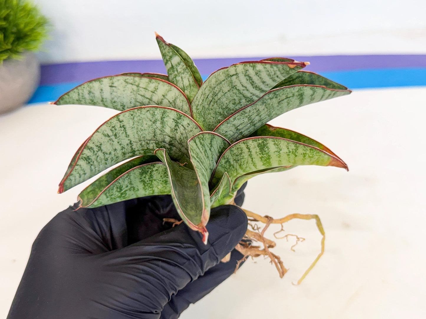 Sansevieria Nakata (ca3) (2) | Imported Sansevieria