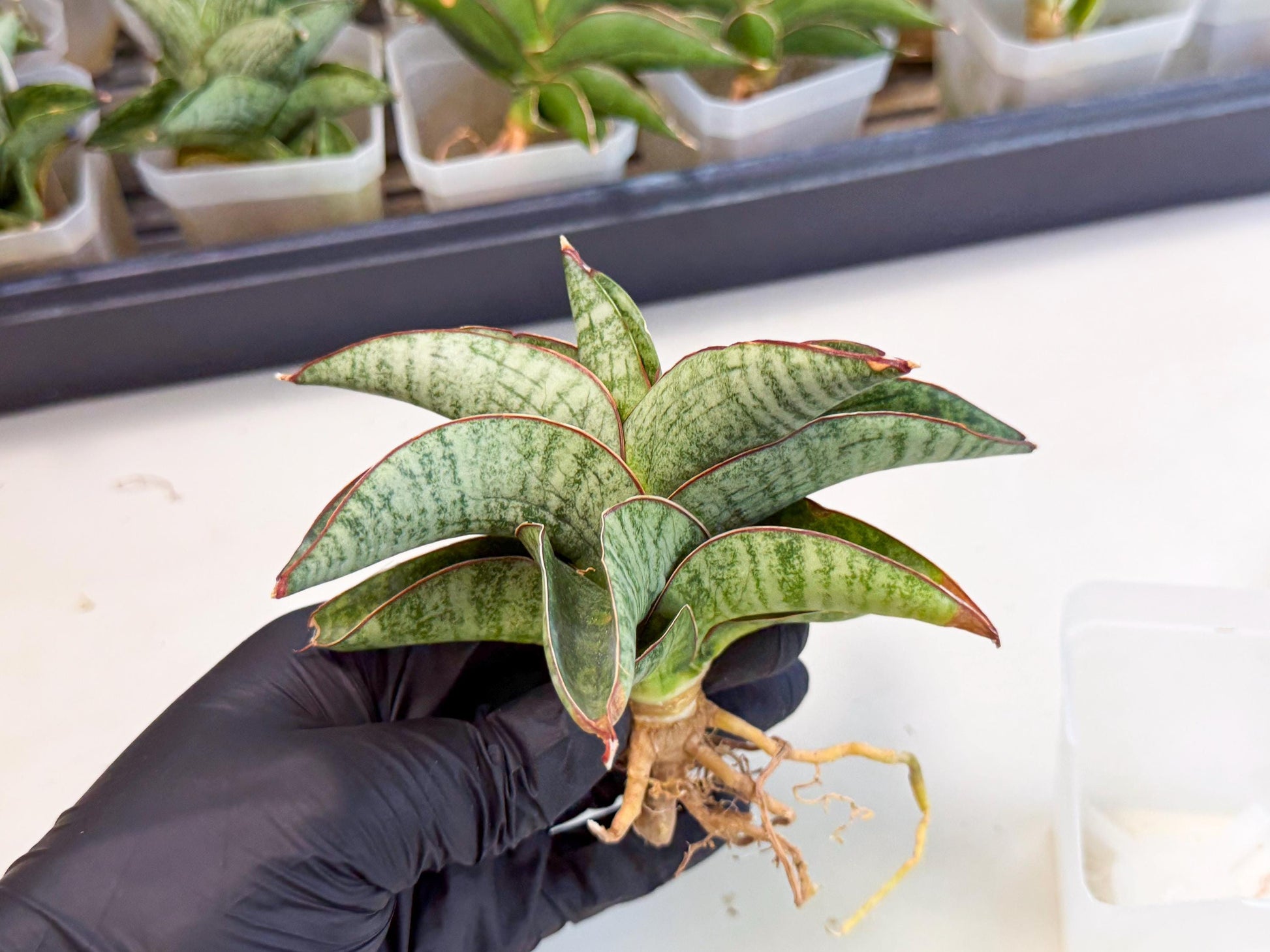 Sansevieria Nakata (ca3) (2) | Imported Sansevieria