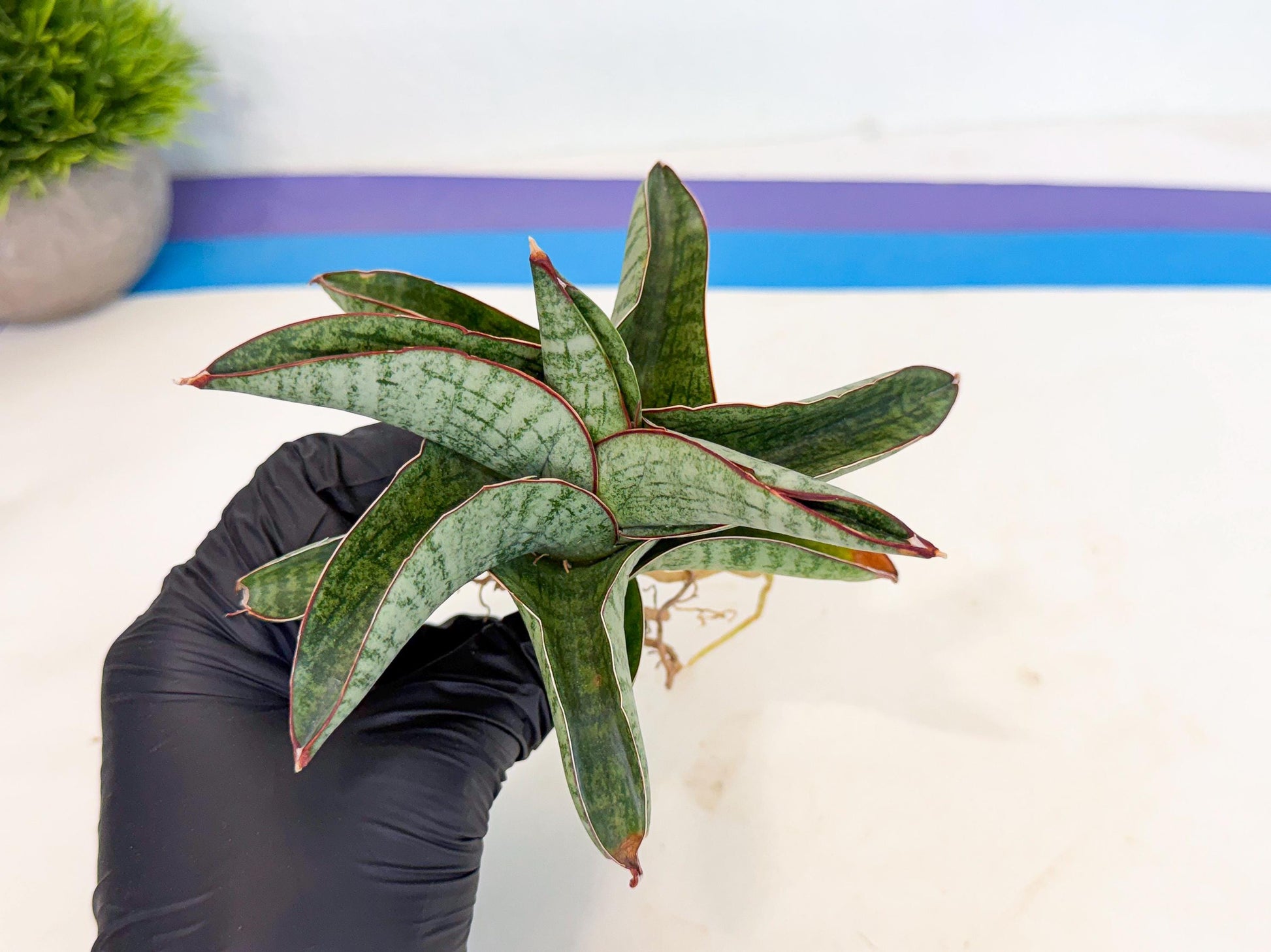 Sansevieria Nakata (ca3) (2) | Imported Sansevieria