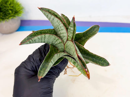 Sansevieria Nakata (ca3) (2) | Imported Sansevieria