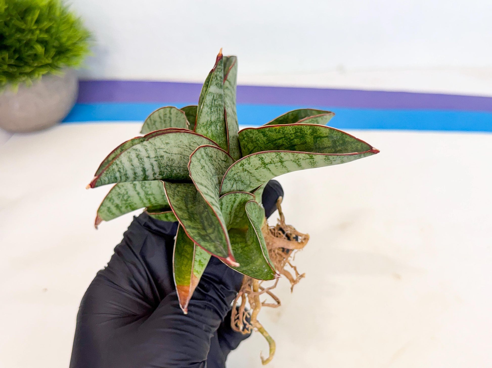 Sansevieria Nakata (ca3) (2) | Imported Sansevieria