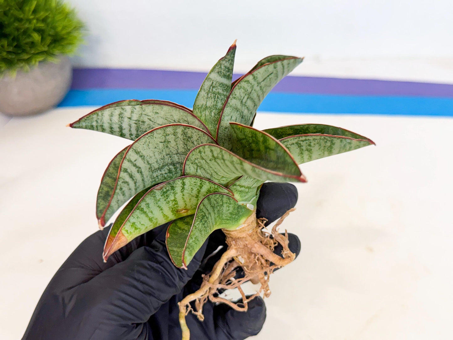 Sansevieria Nakata (ca3) (2) | Imported Sansevieria