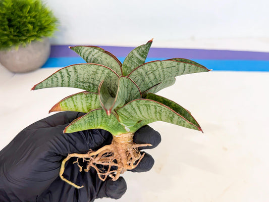 Sansevieria Nakata (ca3) (2) | Imported Sansevieria