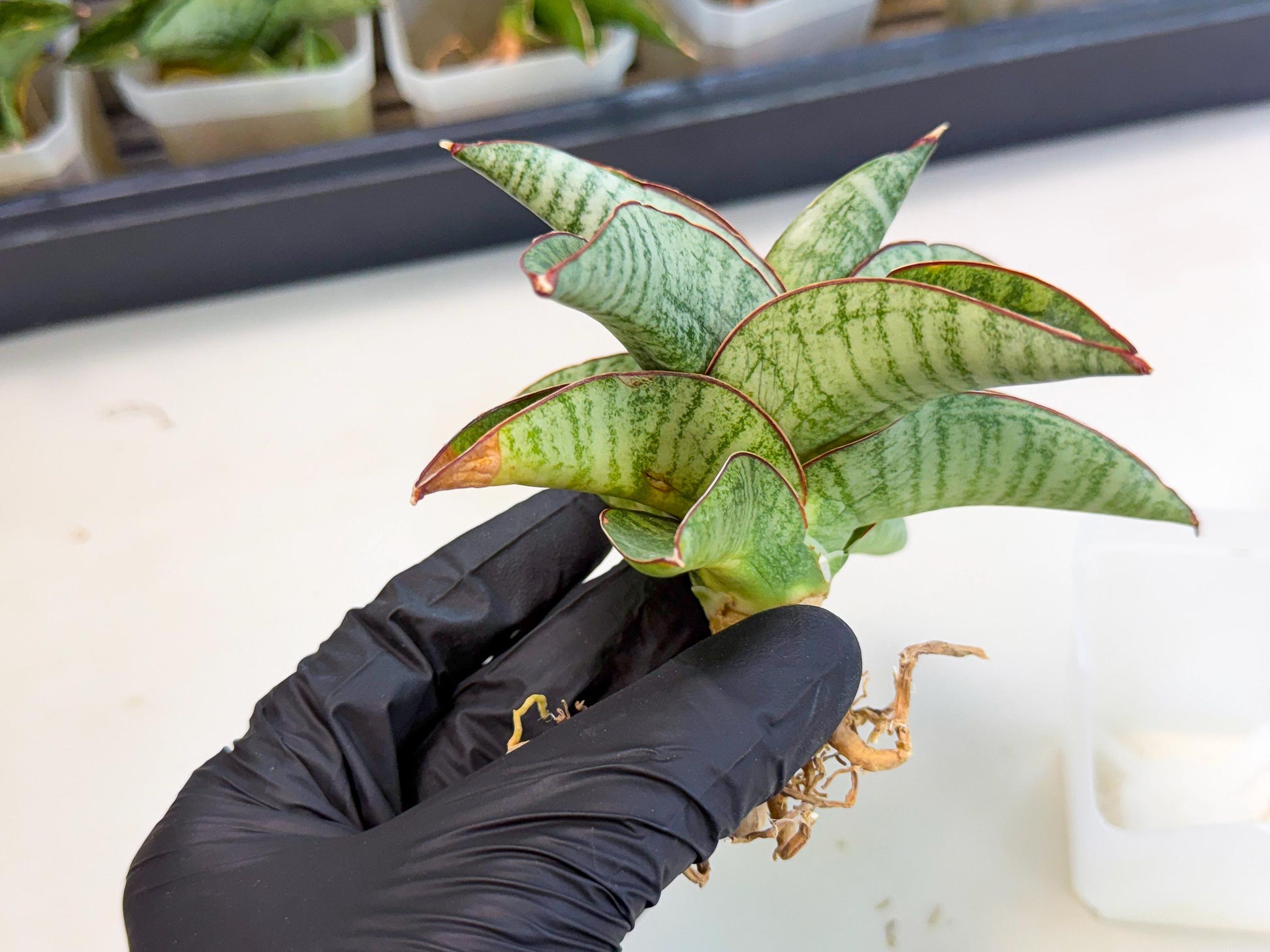Sansevieria Nakata (ca3) (2) | Imported Sansevieria