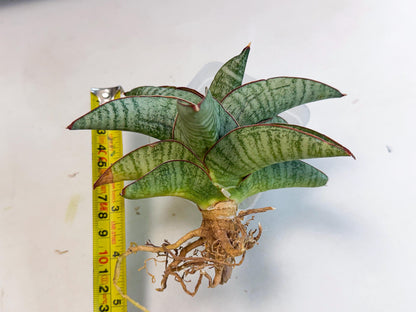 Sansevieria Nakata (ca3) (2) | Imported Sansevieria