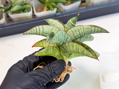 Sansevieria Nakata (ca3) (2) | Imported Sansevieria