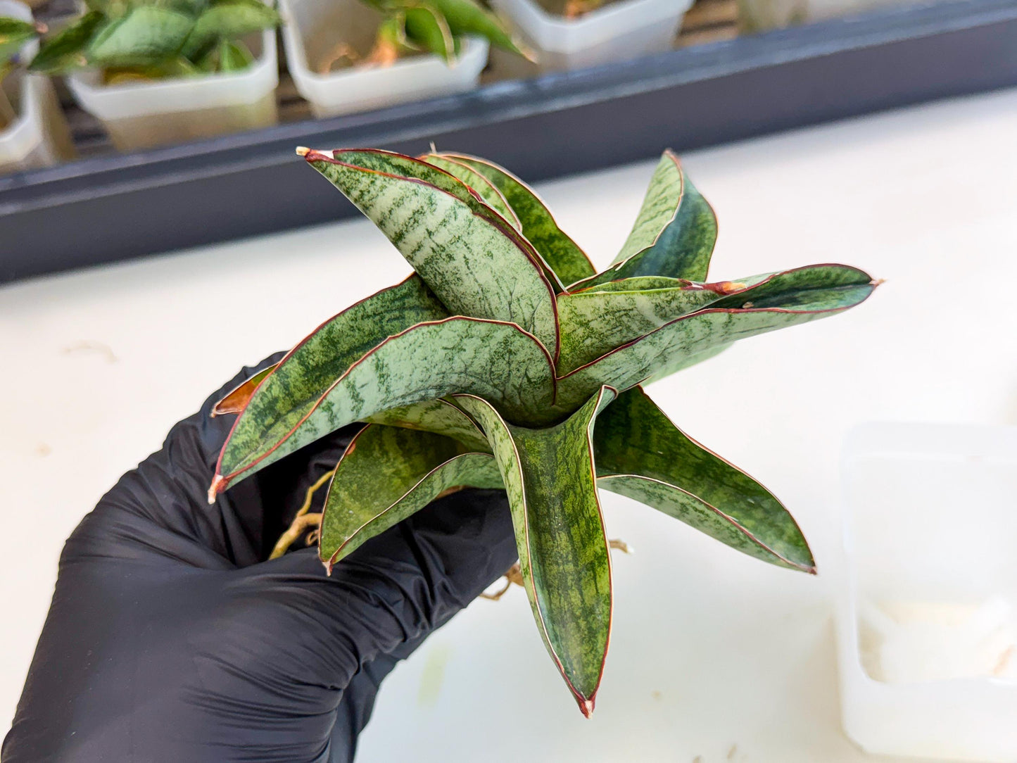 Sansevieria Nakata (ca3) (2) | Imported Sansevieria
