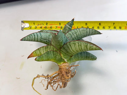 Sansevieria Nakata (ca3) (2) | Imported Sansevieria