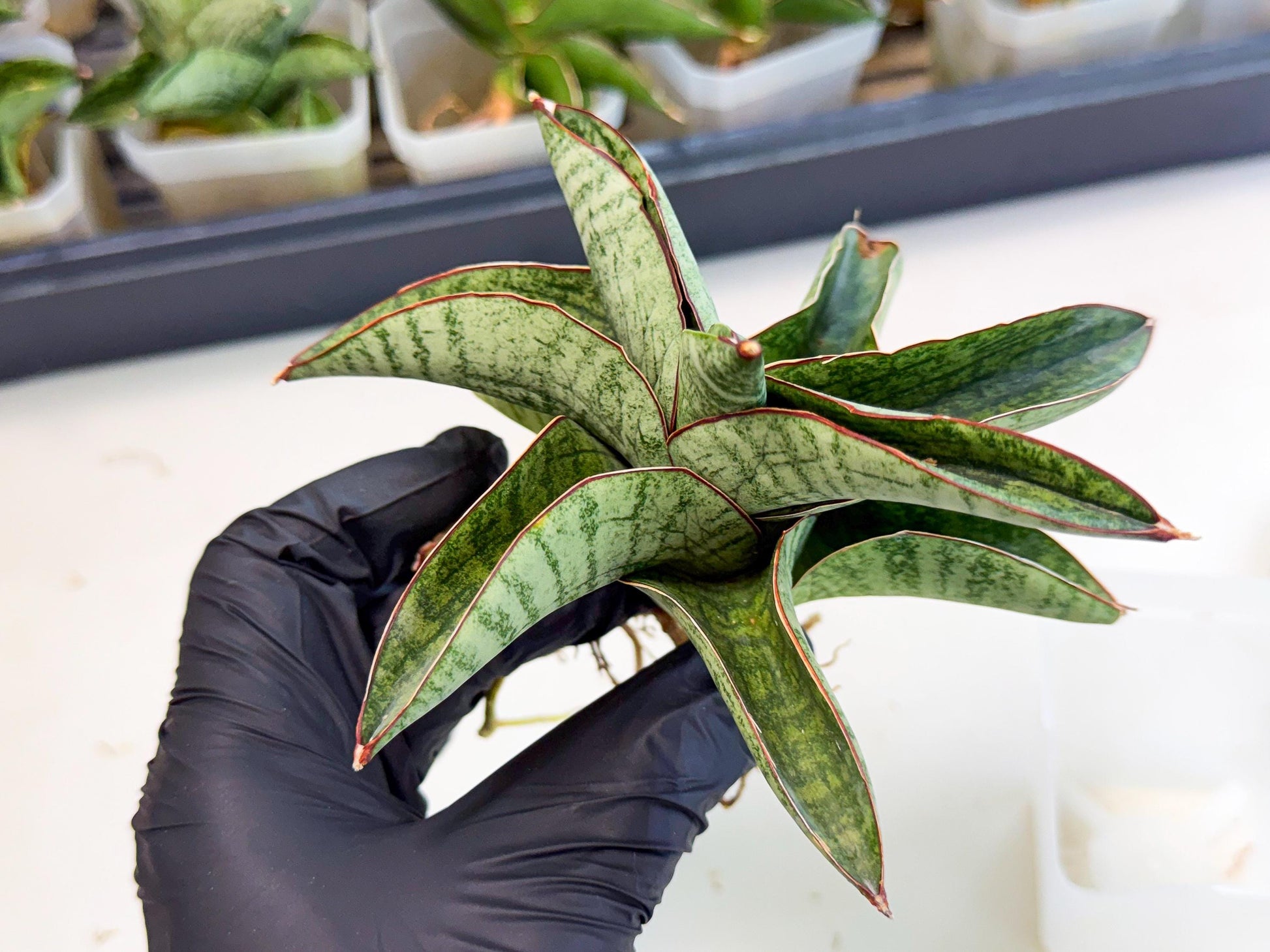 Sansevieria Nakata (ca3) (2) | Imported Sansevieria
