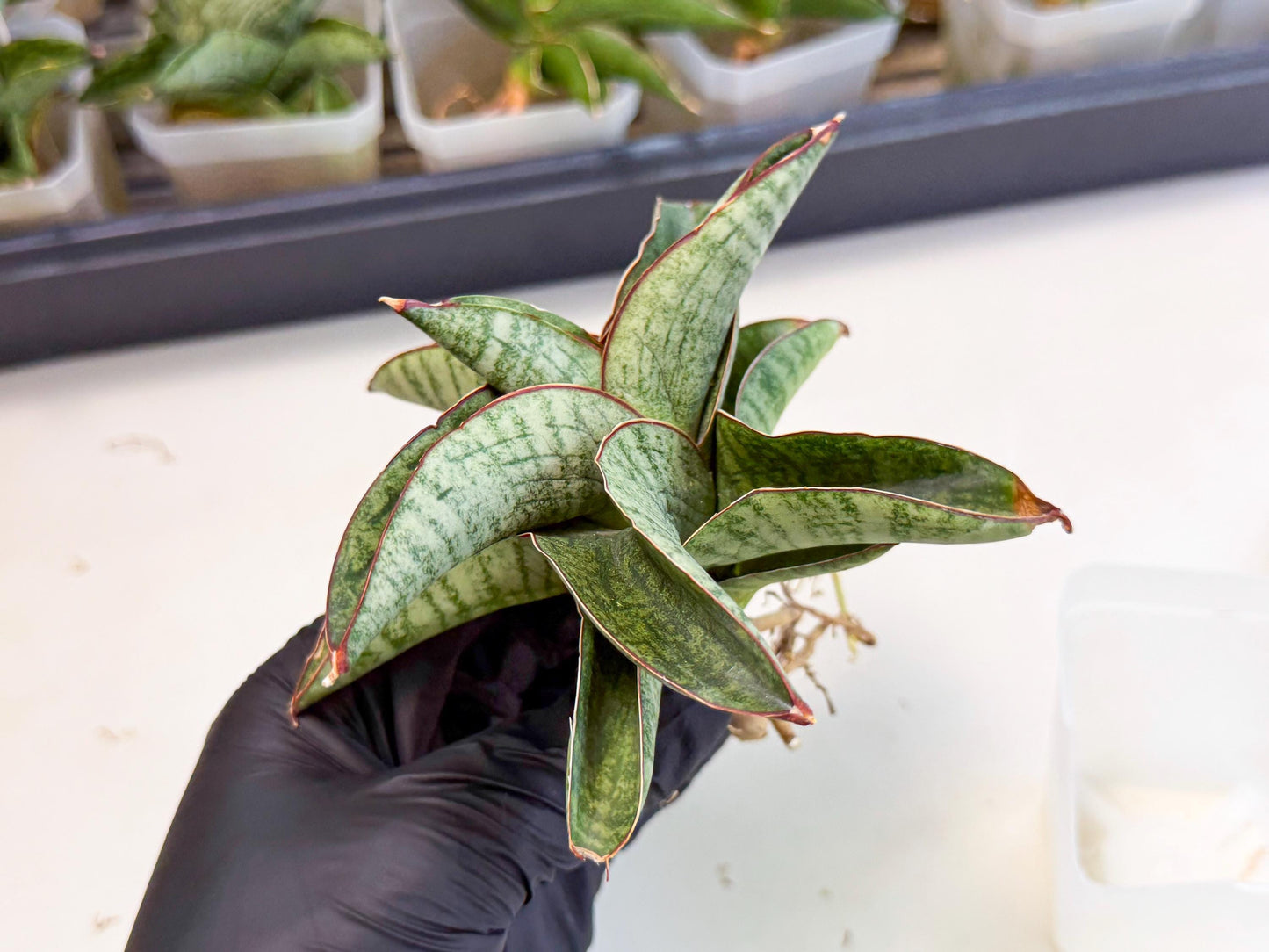 Sansevieria Nakata (ca3) (2) | Imported Sansevieria