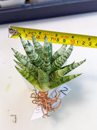 Sansevieria Zebra (ca3) (2) | Imported House Plants