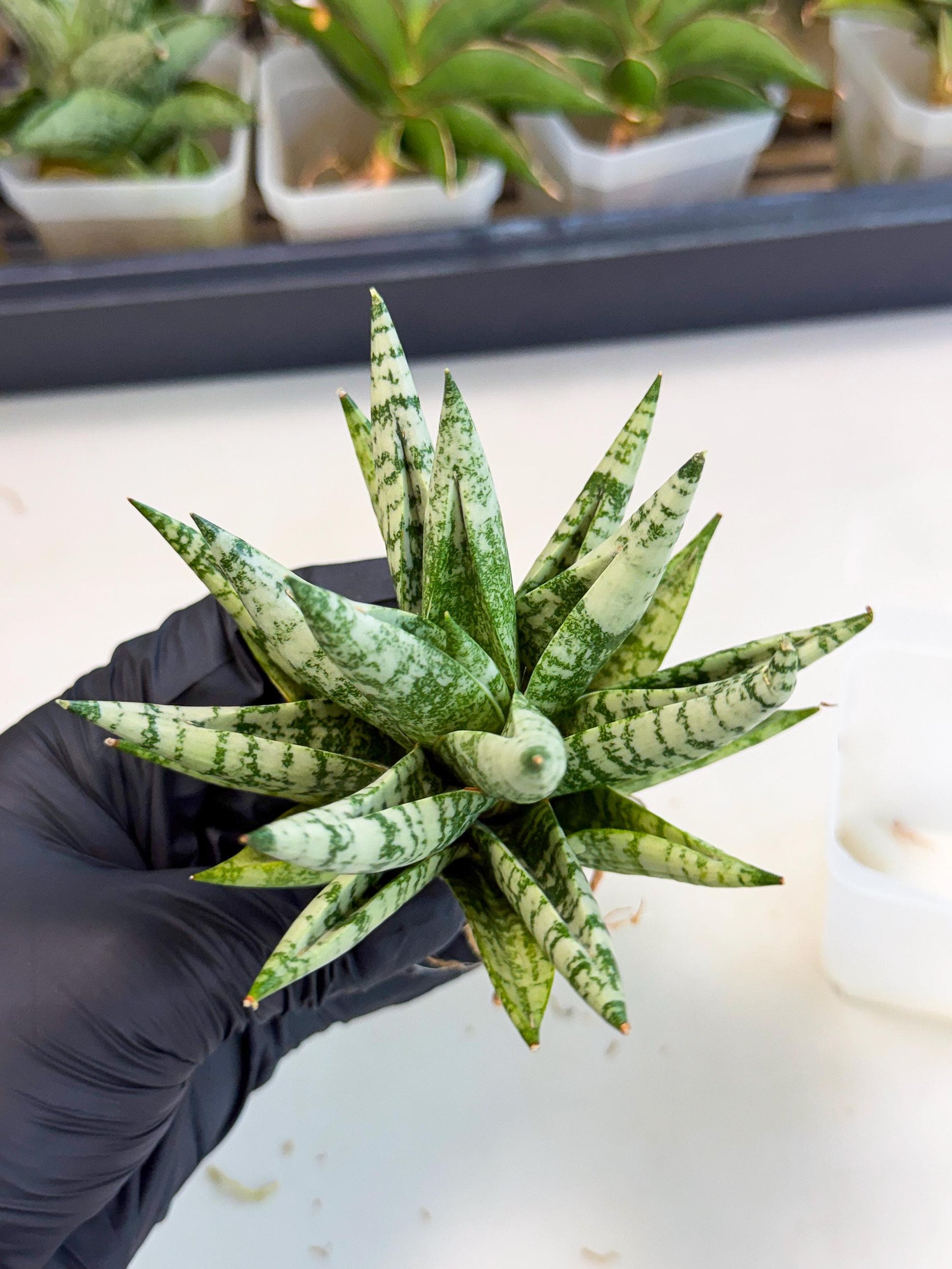 Sansevieria Zebra (ca3) (2) | Imported House Plants