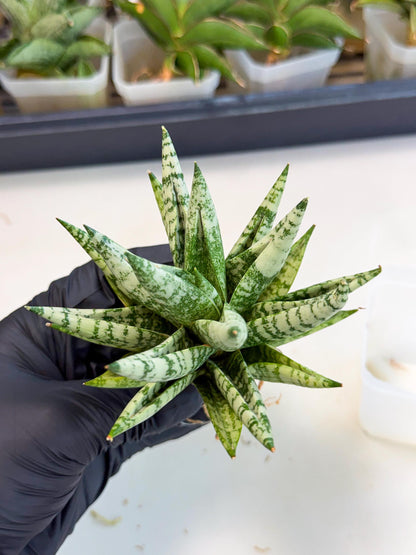 Sansevieria Zebra (ca3) (2) | Imported House Plants