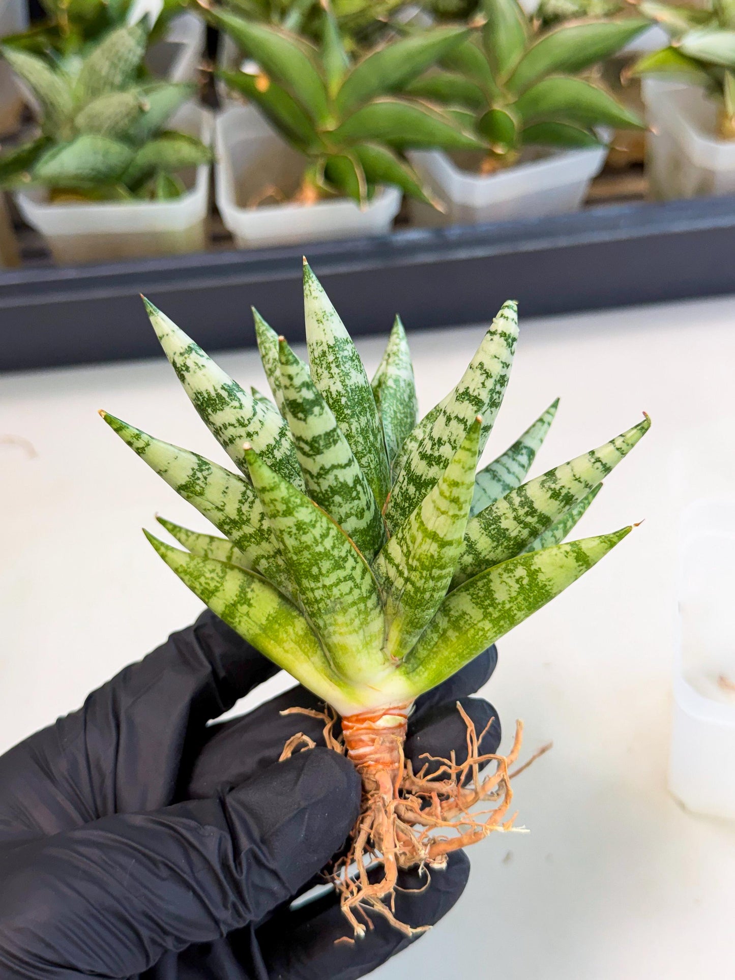 Sansevieria Zebra (ca3) (2) | Imported House Plants