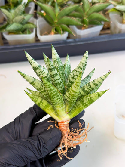 Sansevieria Zebra (ca3) (2) | Imported House Plants