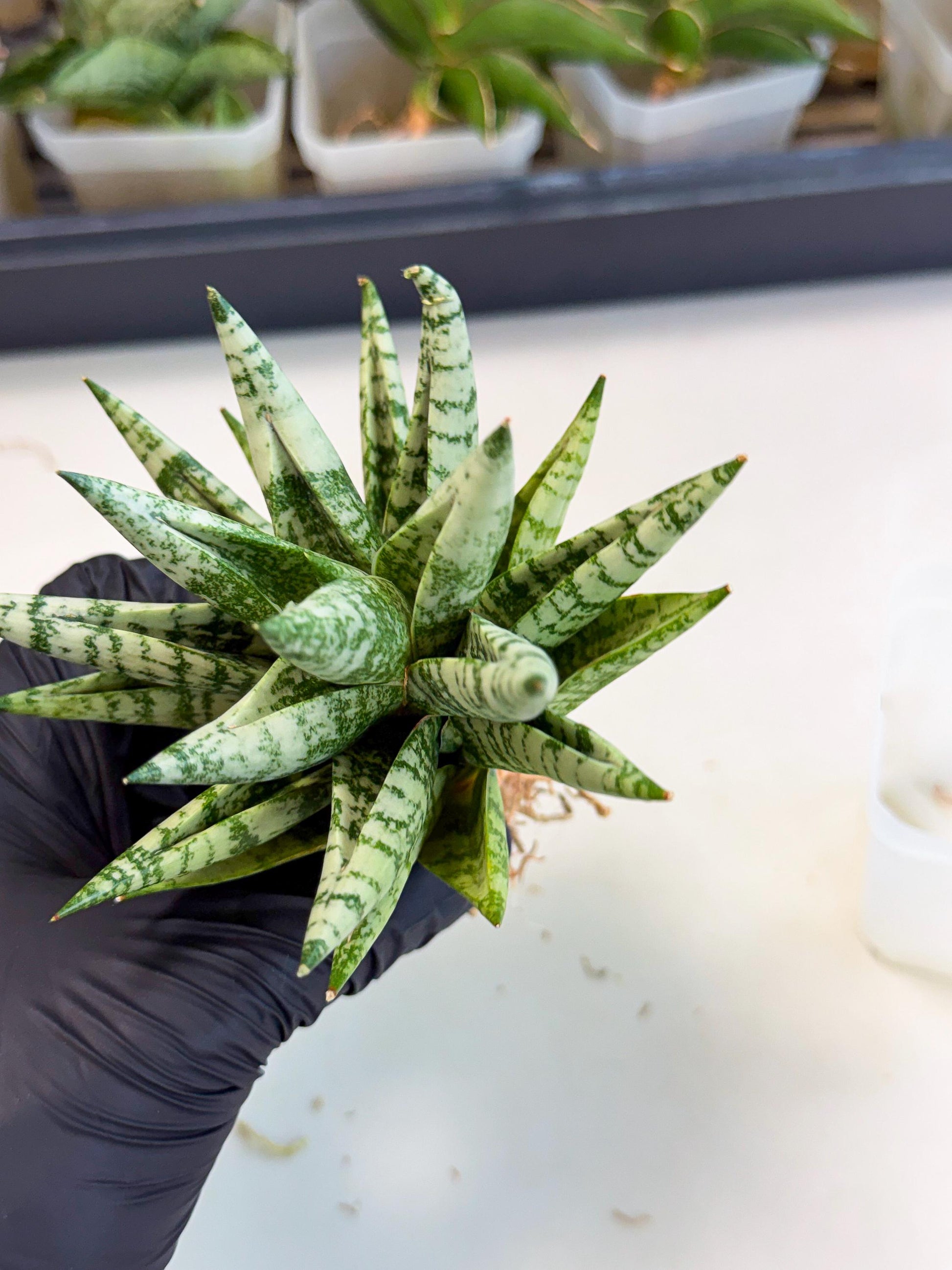 Sansevieria Zebra (ca3) (2) | Imported House Plants