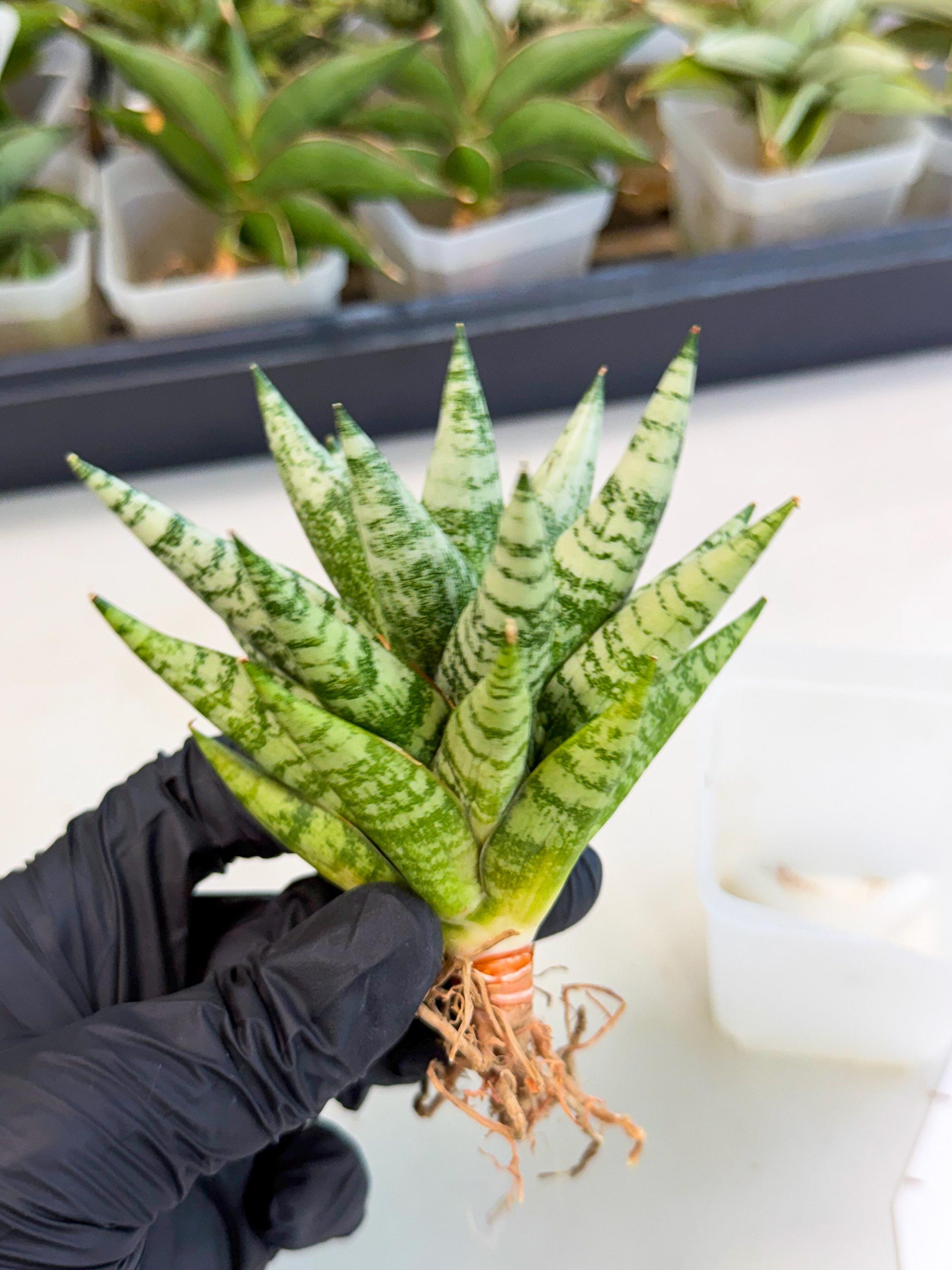 Sansevieria Zebra (ca3) (2) | Imported House Plants