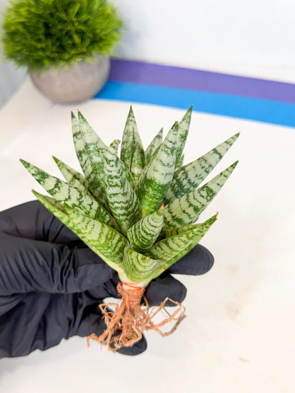 Sansevieria Zebra (ca3) (2) | Imported House Plants