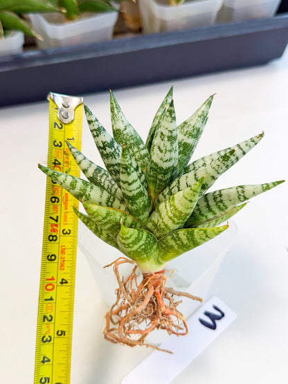 Sansevieria Zebra (ca3) (3) | Imported House Plants