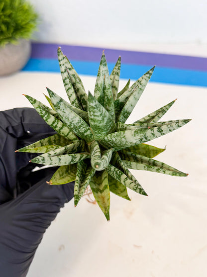 Sansevieria Zebra (ca3) (3) | Imported House Plants