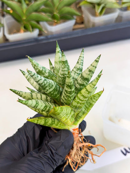 Sansevieria Zebra (ca3) (3) | Imported House Plants