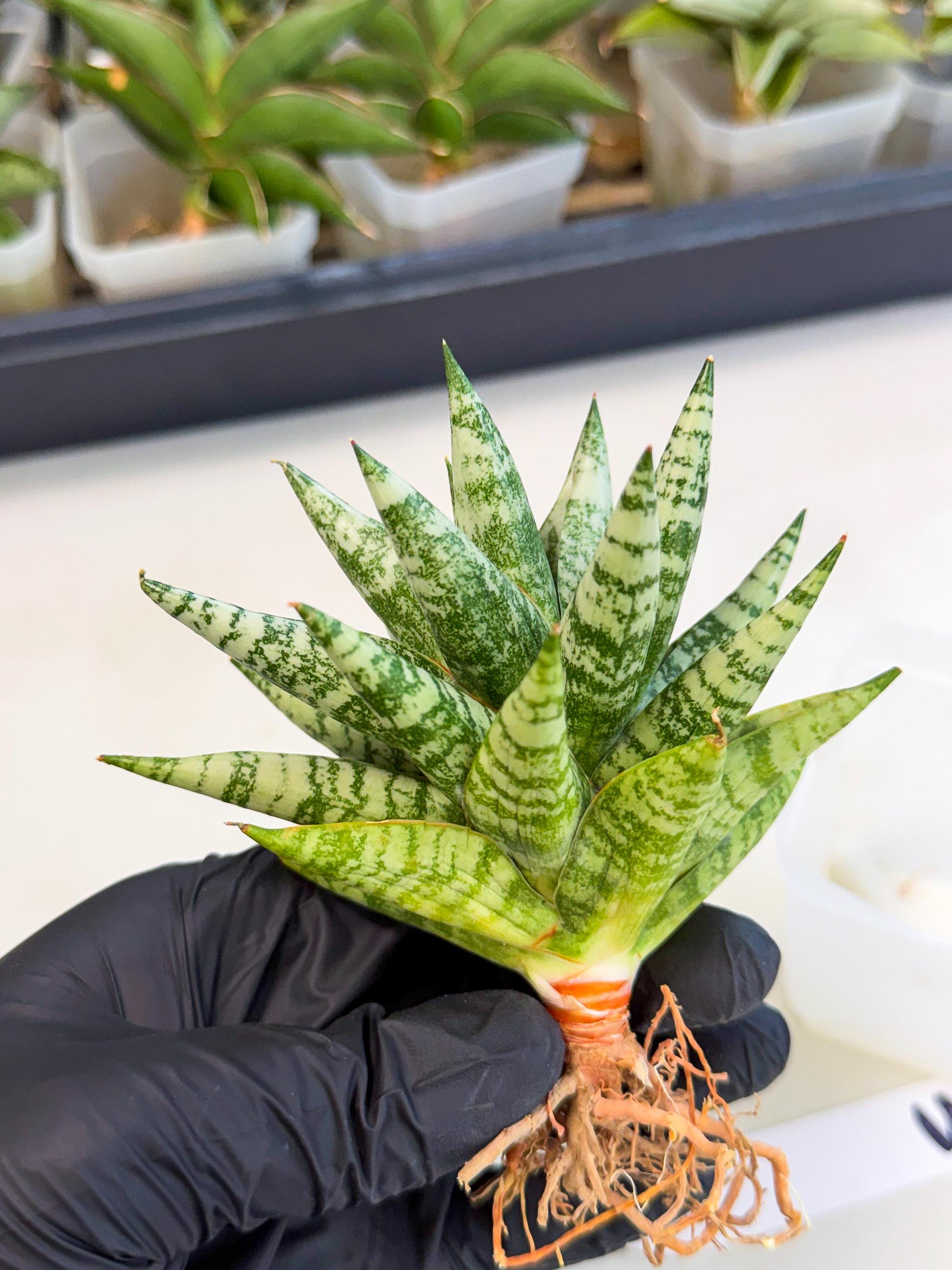 Sansevieria Zebra (ca3) (3) | Imported House Plants