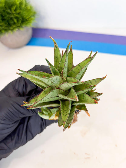 Sansevieria Dararai (Ca3) (4) | Imported Sansevieria