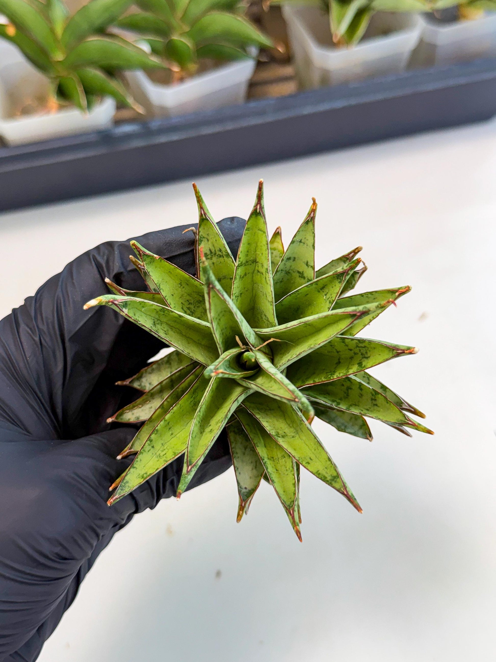 Sansevieria Dararai (Ca3) (4) | Imported Sansevieria