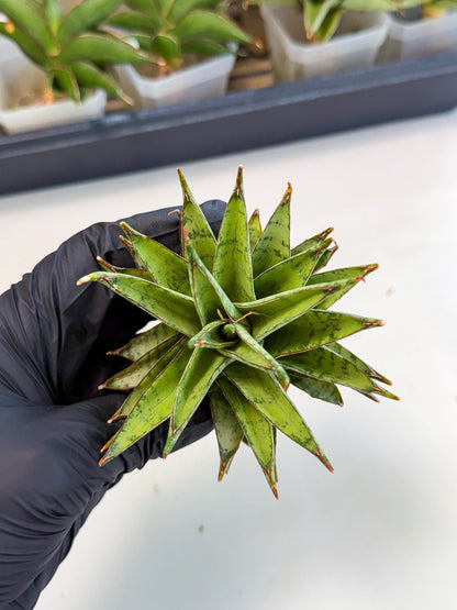 Sansevieria Dararai (Ca3) (4) | Imported Sansevieria
