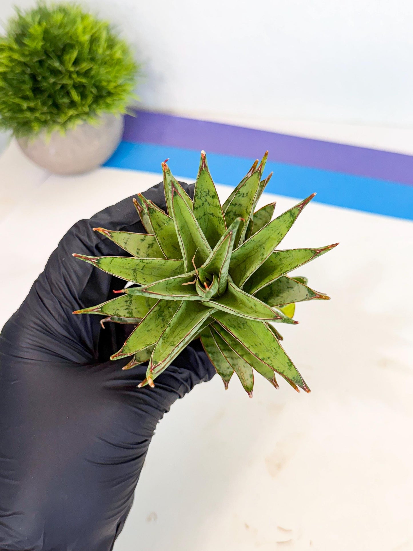Sansevieria Dararai (Ca3) (4) | Imported Sansevieria