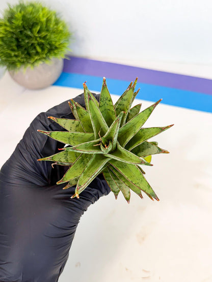 Sansevieria Dararai (Ca3) (4) | Imported Sansevieria