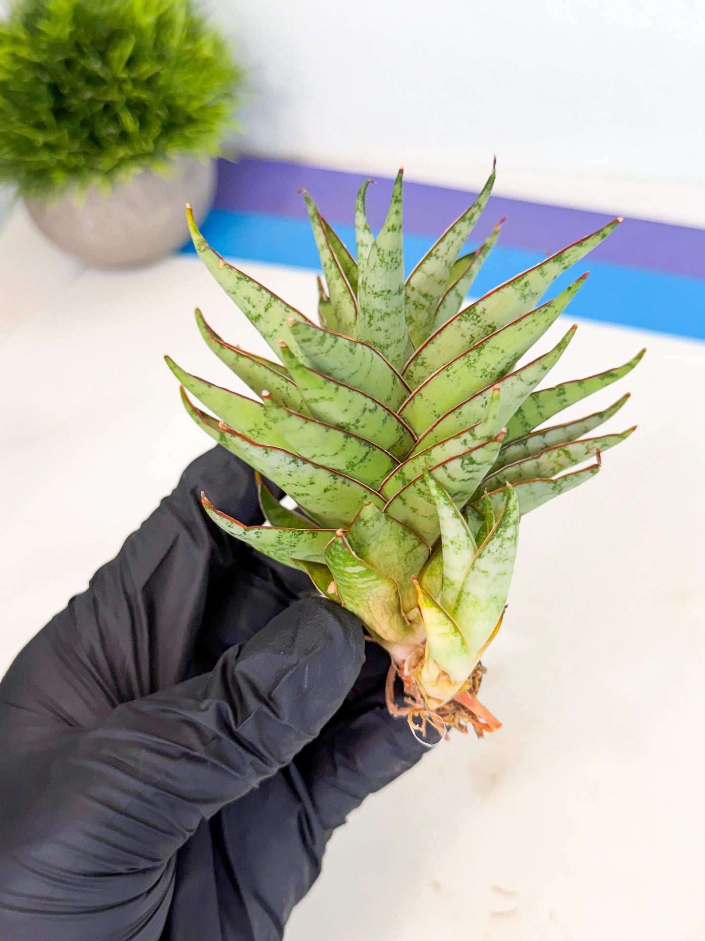 Sansevieria Dararai (Ca3) (4) | Imported Sansevieria