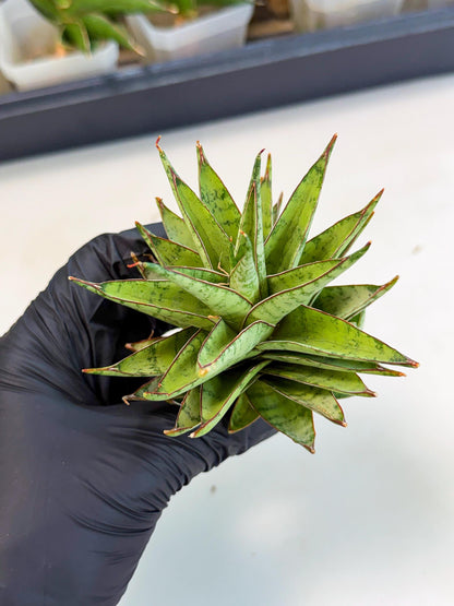 Sansevieria Dararai (Ca3) (4) | Imported Sansevieria