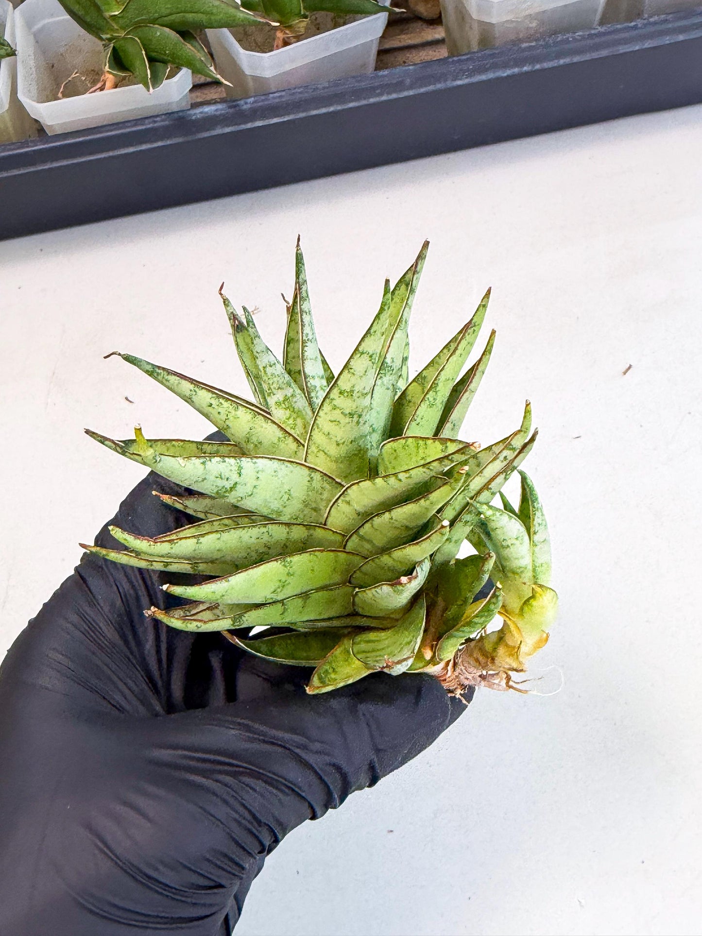 Sansevieria Dararai (Ca3) (4) | Imported Sansevieria