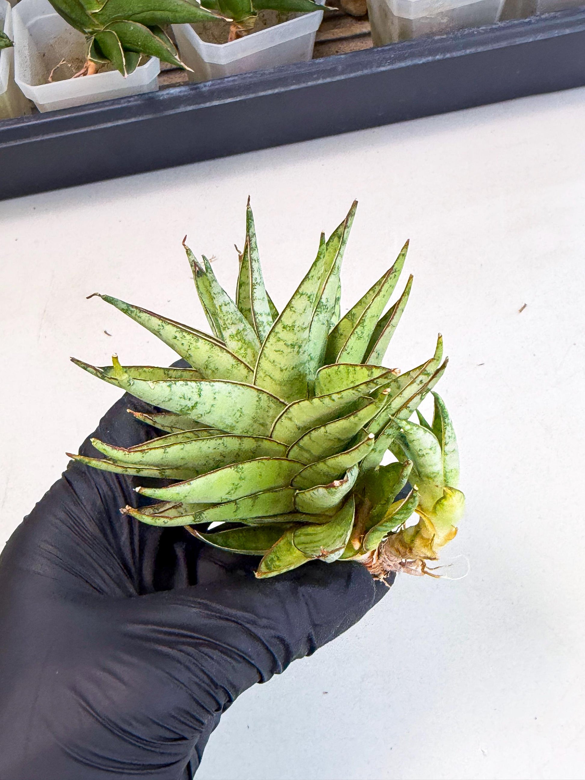 Sansevieria Dararai (Ca3) (4) | Imported Sansevieria