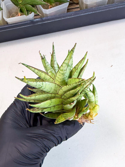 Sansevieria Dararai (Ca3) (4) | Imported Sansevieria